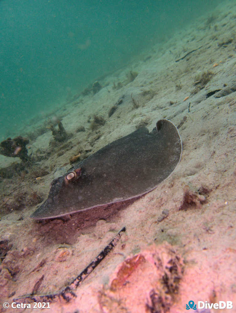 Photo of Stingray at Wallaroo Jetty. 