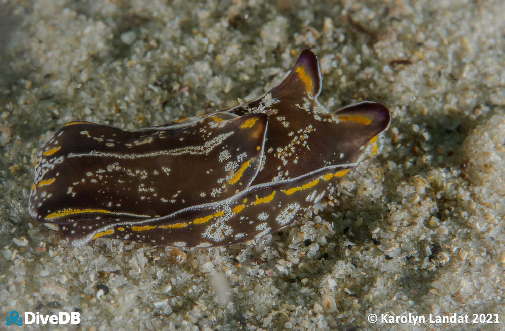 Photo of Head Shield Slug at Second Valley. 