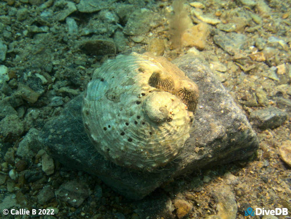 Photo of Abalone at Rapid Bay. 