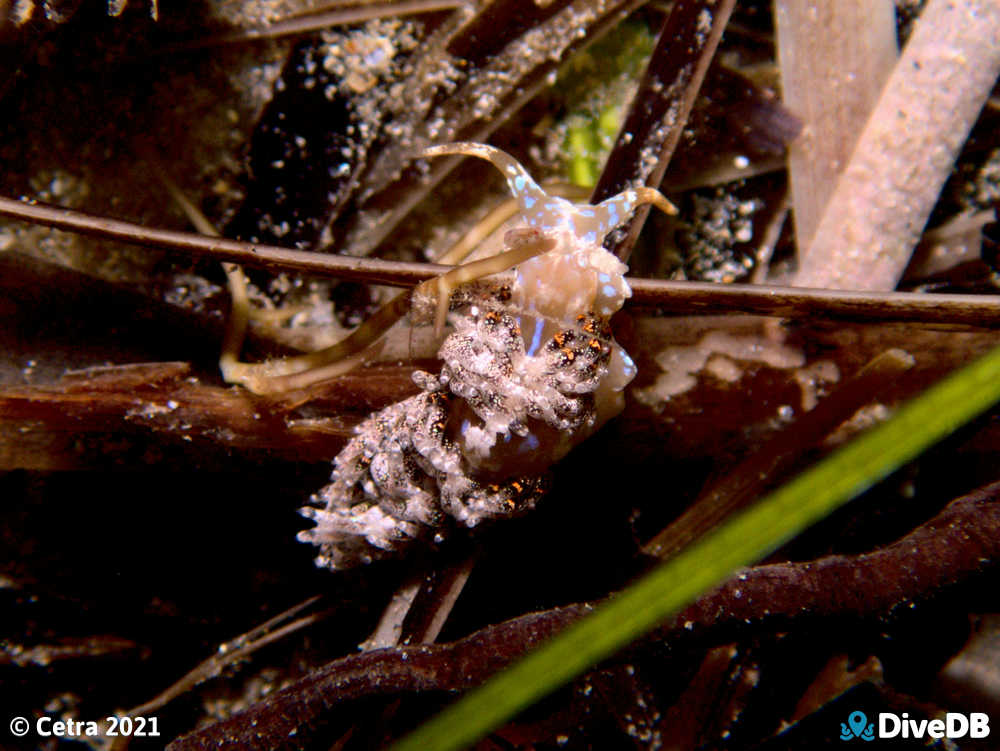 Photo of Austraeolis ornata at Port Noarlunga Jetty. 