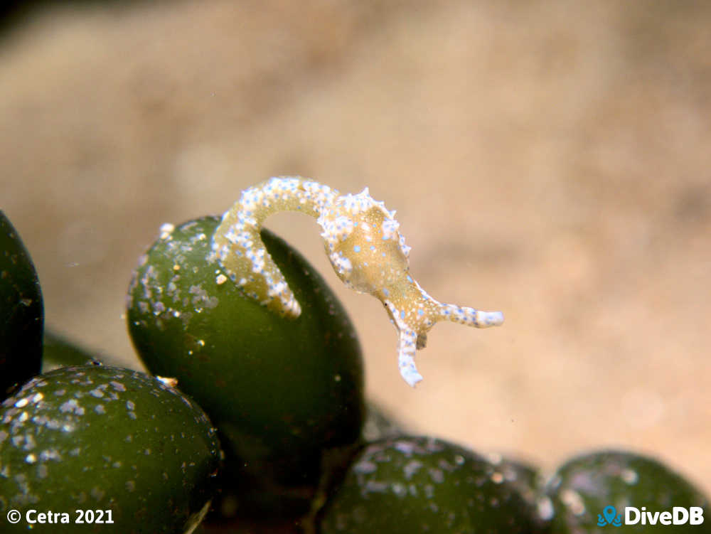 Photo of Dinosaur Nudi at Edithburgh Jetty. 