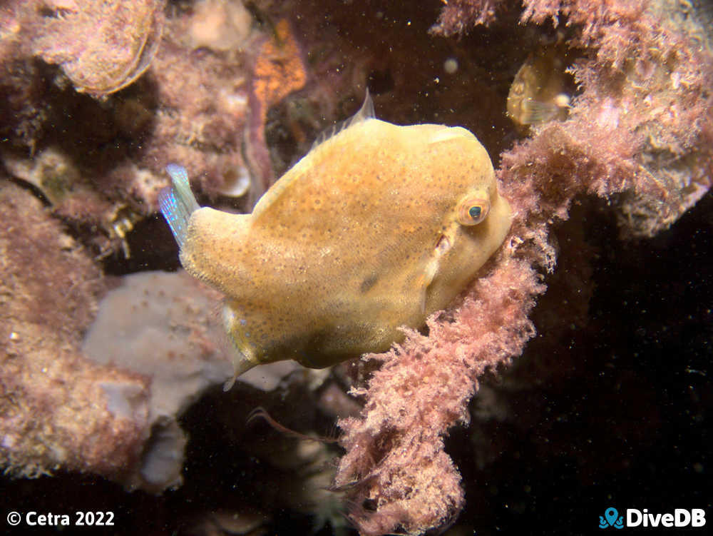 Photo of Southern Pygmy Leatherjacket at Port Noarlunga Jetty. 