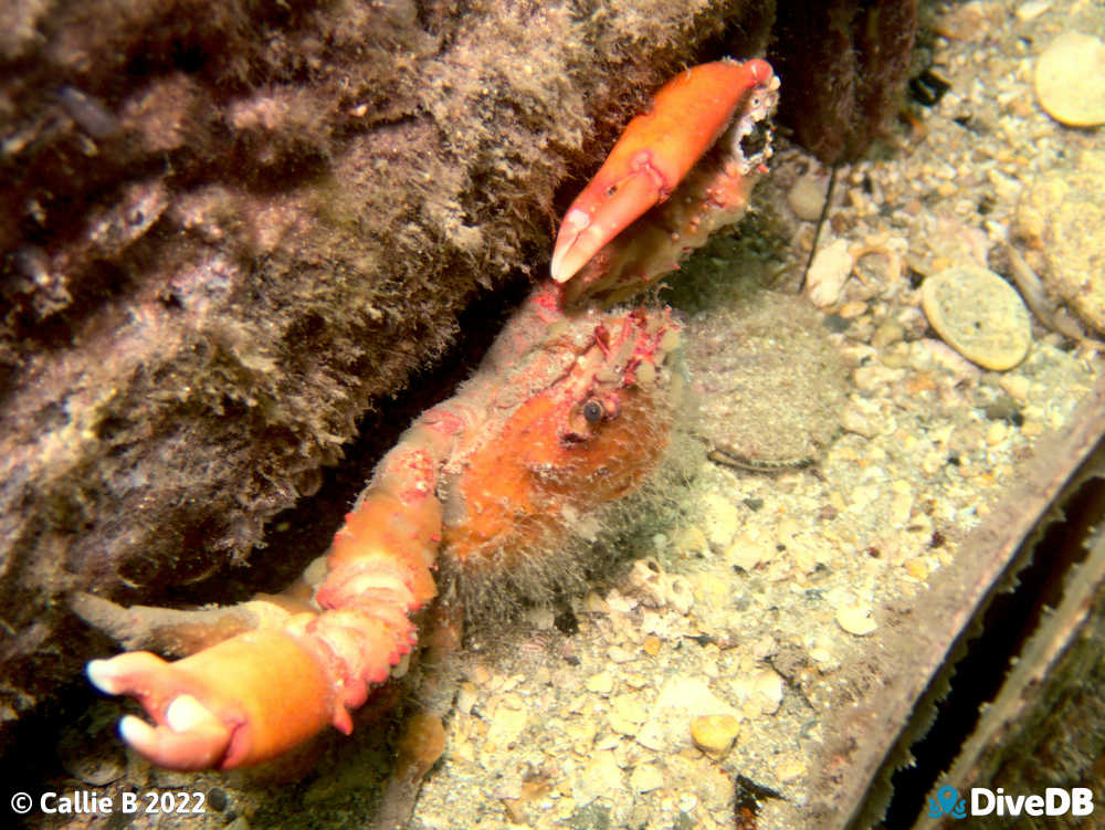 Photo of Decorator Crab at Edithburgh Jetty. 