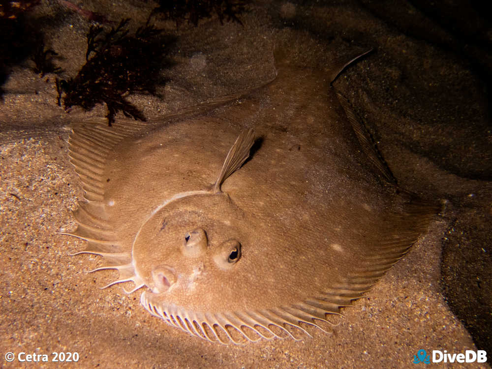 Photo of Flounder at Port Noarlunga Jetty. 