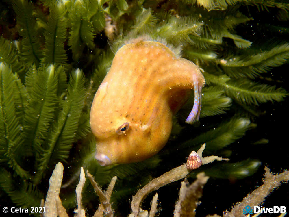 Photo of Southern Pygmy Leatherjacket at Port Noarlunga Jetty. 