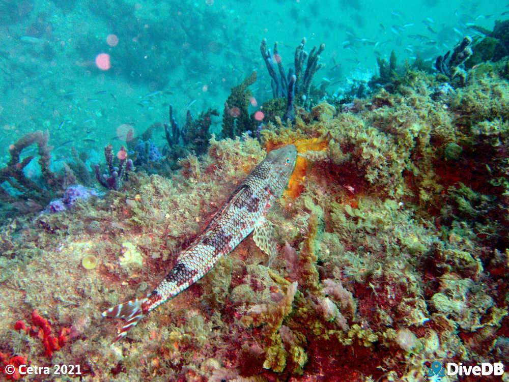Photo at Glenelg Barge. 