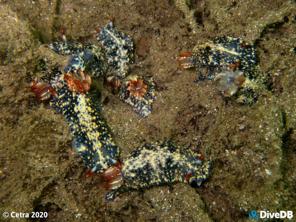 Photo of Salt and Pepper at Streaky Bay Jetty. 