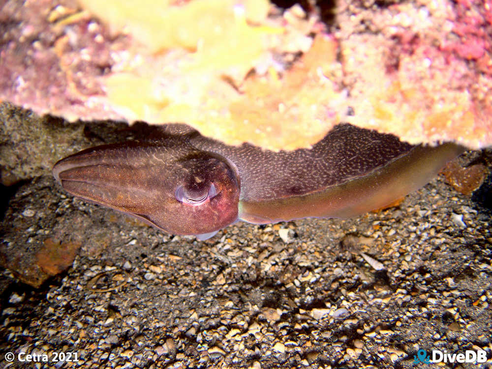 Photo of Cuttlefish at Edithburgh Jetty. 