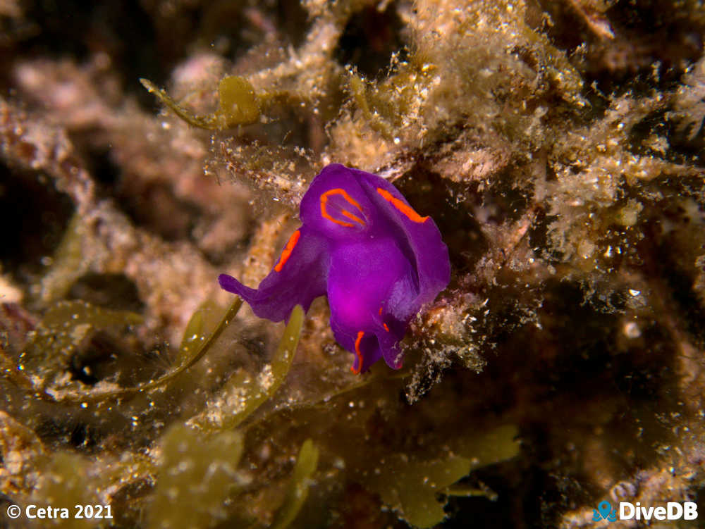 Photo of Batwing Slug at Port Noarlunga Jetty. 