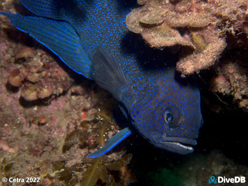 Photo at Seacliff Reef. 