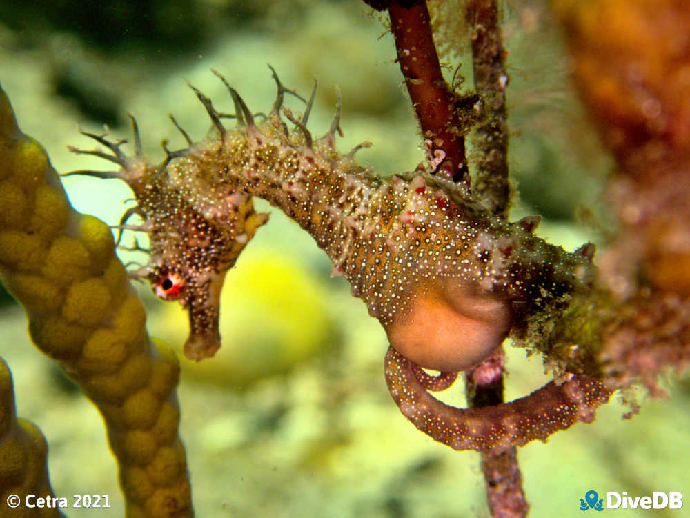 Shorthead Seahorse