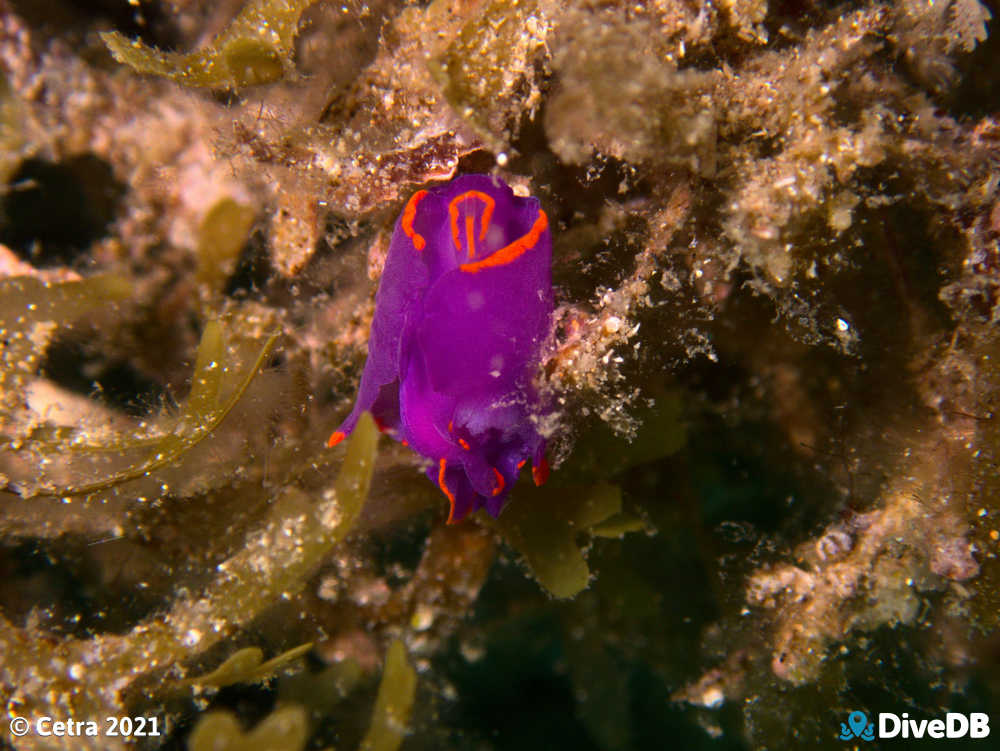 Photo of Batwing Slug at Port Noarlunga Jetty. 