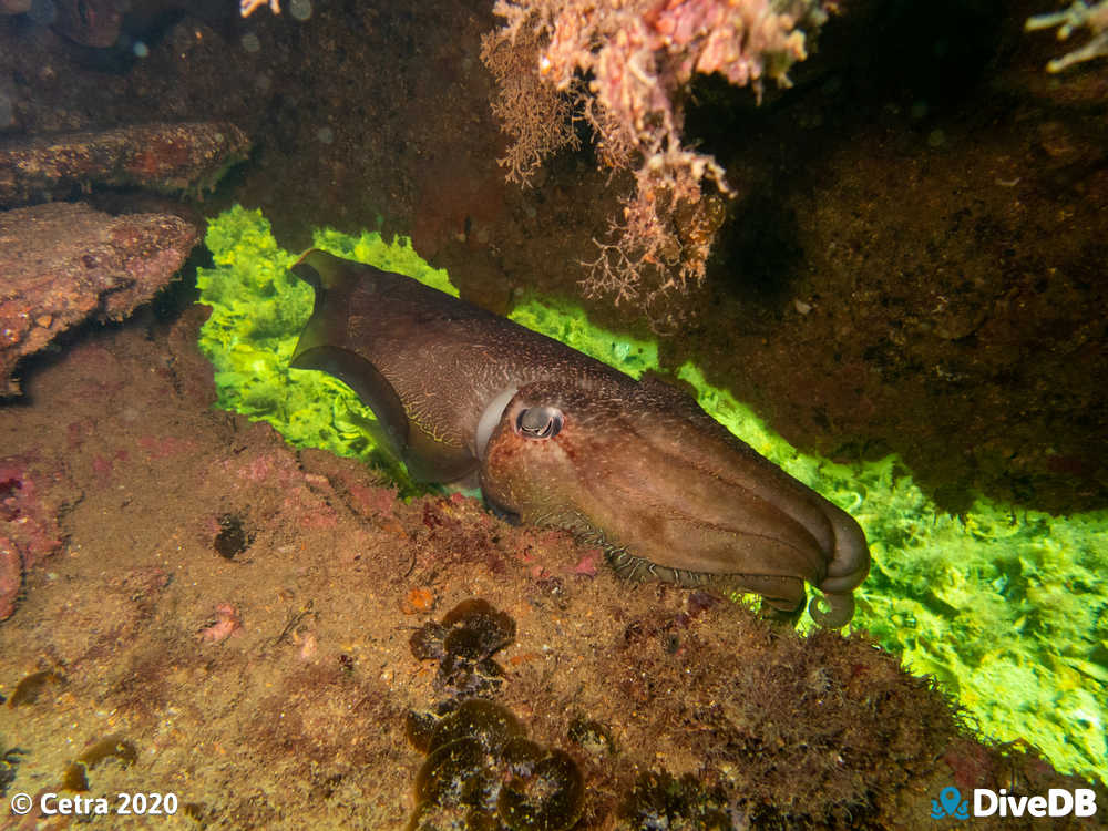 Photo of Cuttlefish at Songvaar. 