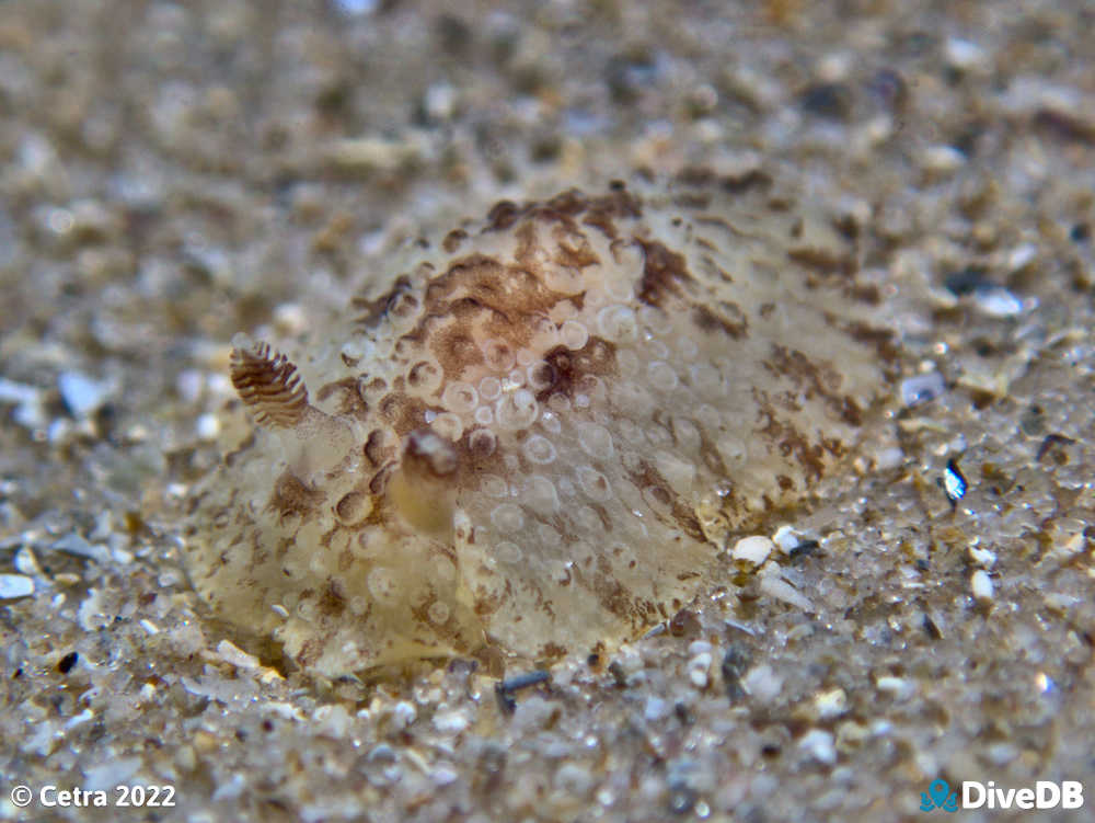 Photo of Carminodoris nodulosa at Port Noarlunga Jetty. 