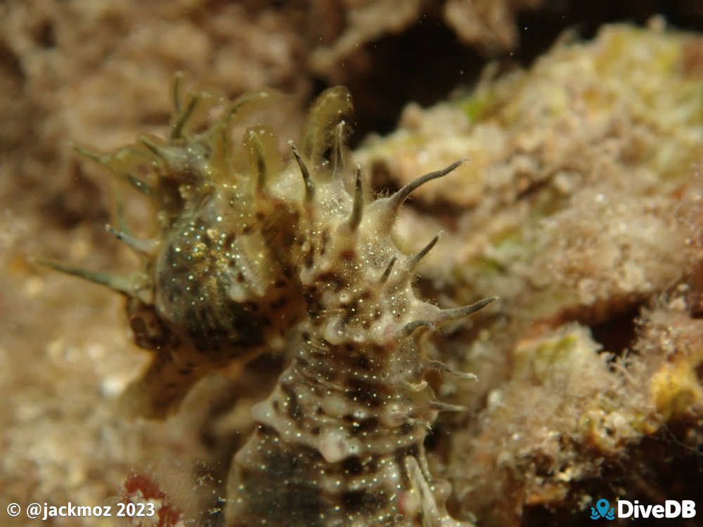 Photo of Shorthead Seahorse. 