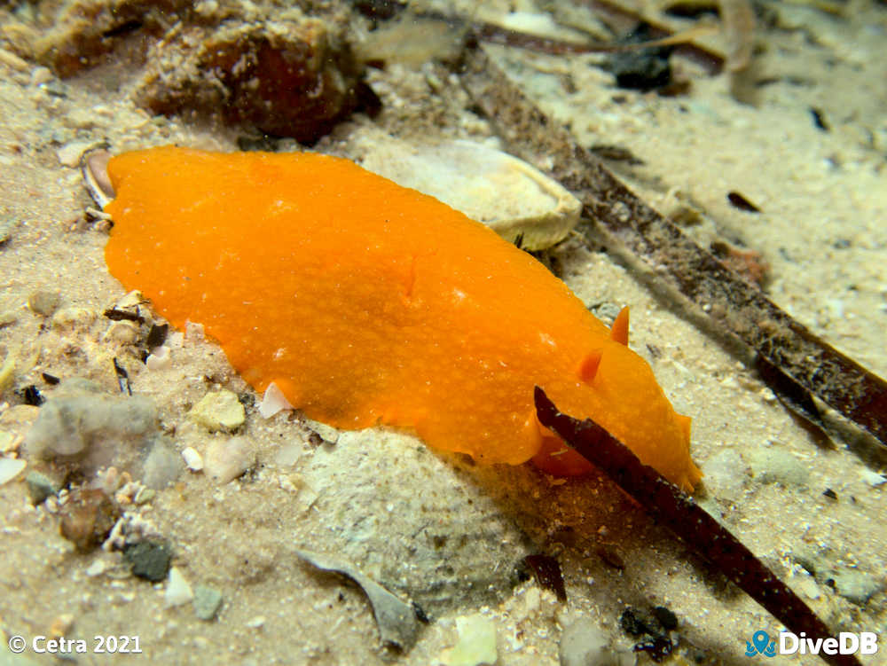 Photo of Cordial at Ardrossan Jetty. 