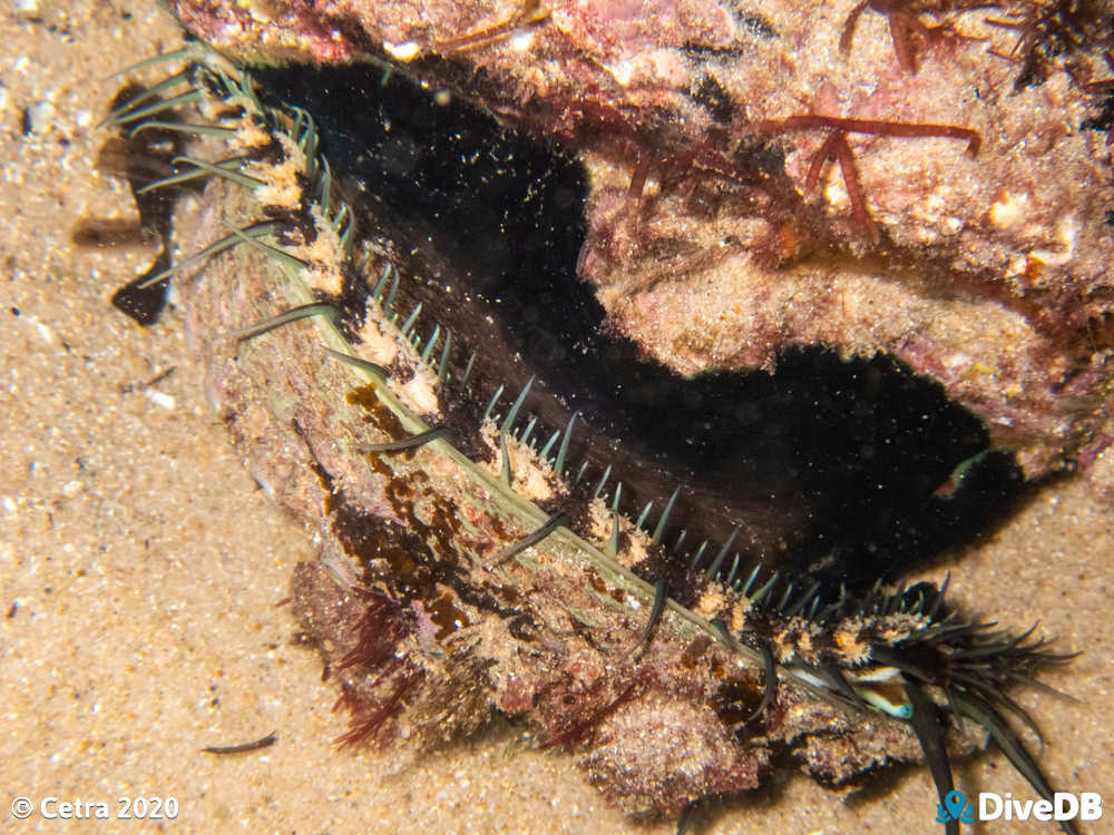 Photo of Abalone at Port Noarlunga Jetty. 