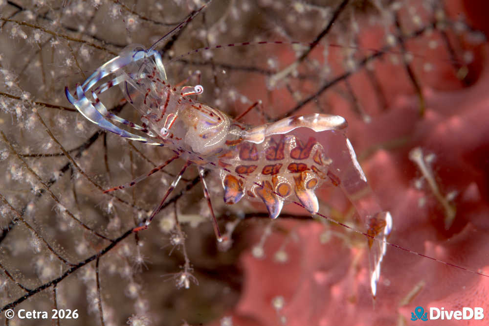 Photo at Port Hughes Jetty. 