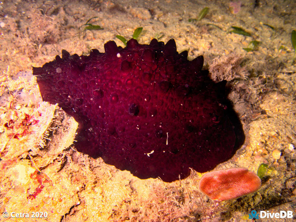 Photo of Hill's Side-Gill Slug at Glenelg Dredge. 