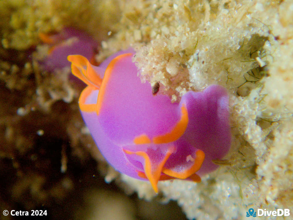 Photo of Batwing Slug at Port Noarlunga Jetty. 