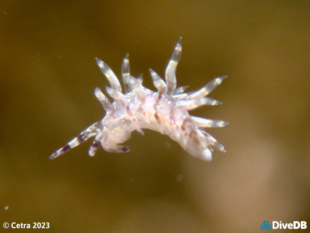 Photo of Trinchesia RB14 at Port Noarlunga Jetty. 