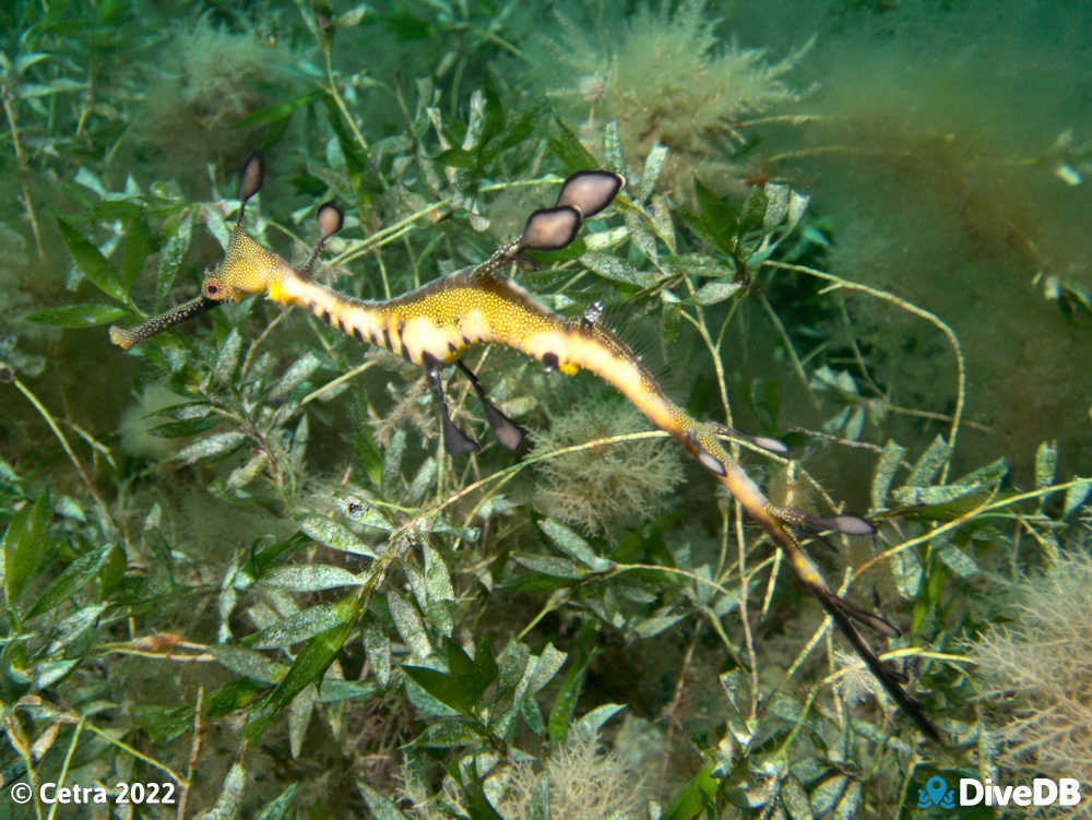 Photo of Weedy Seadragon at Rapid Bay. 