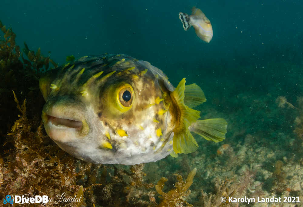 Photo of Globefish at Rapid Bay. 