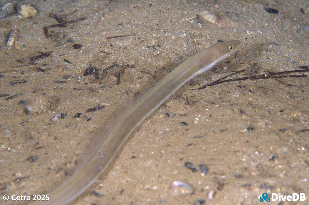 Photo at Port Noarlunga Jetty. 