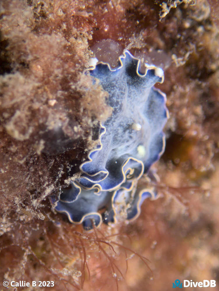 Photo of Blue Flatworm at Port Noarlunga Jetty. 