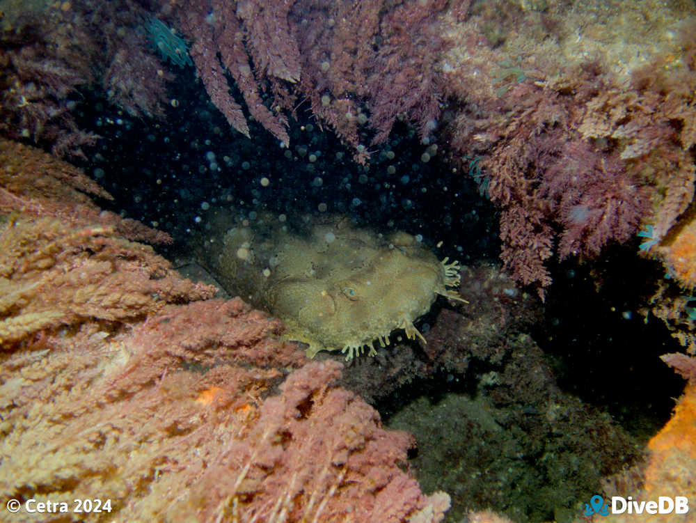 Photo of Wobbegong at Glenelg Dredge. 