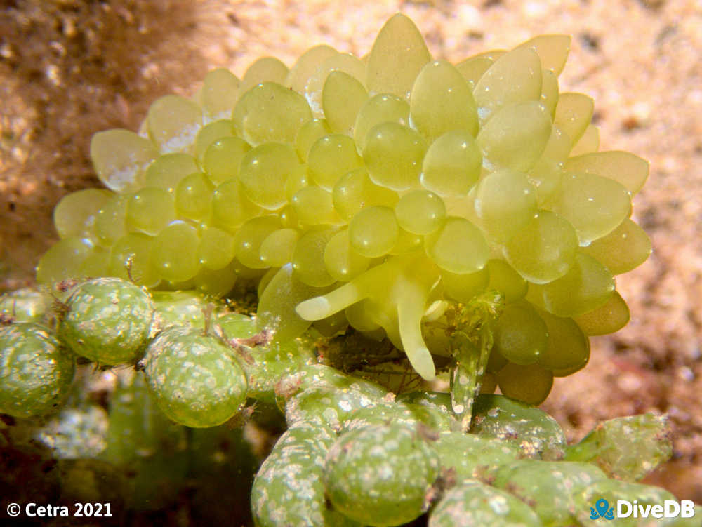 Photo of Grape Nudi at Edithburgh Jetty. 