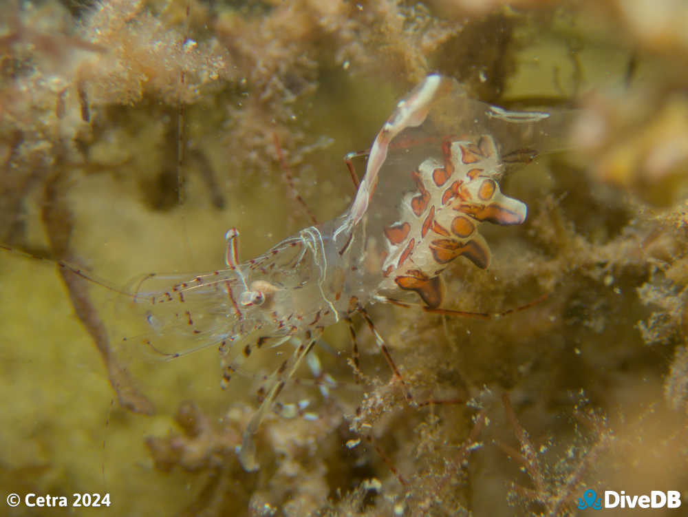 Photo of Ancylomenes aesopius at Port Noarlunga Jetty. 