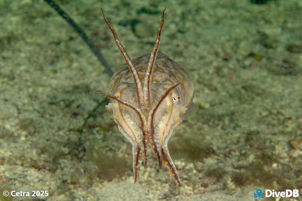 Photo of Cuttlefish at Port Hughes Jetty. 