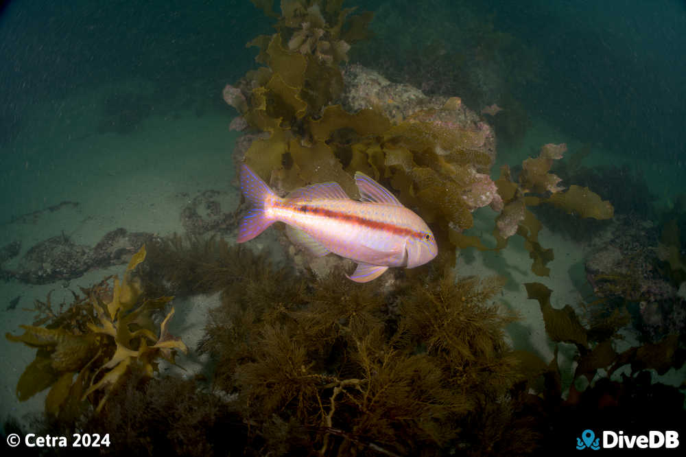 Photo at Port Noarlunga Jetty. 