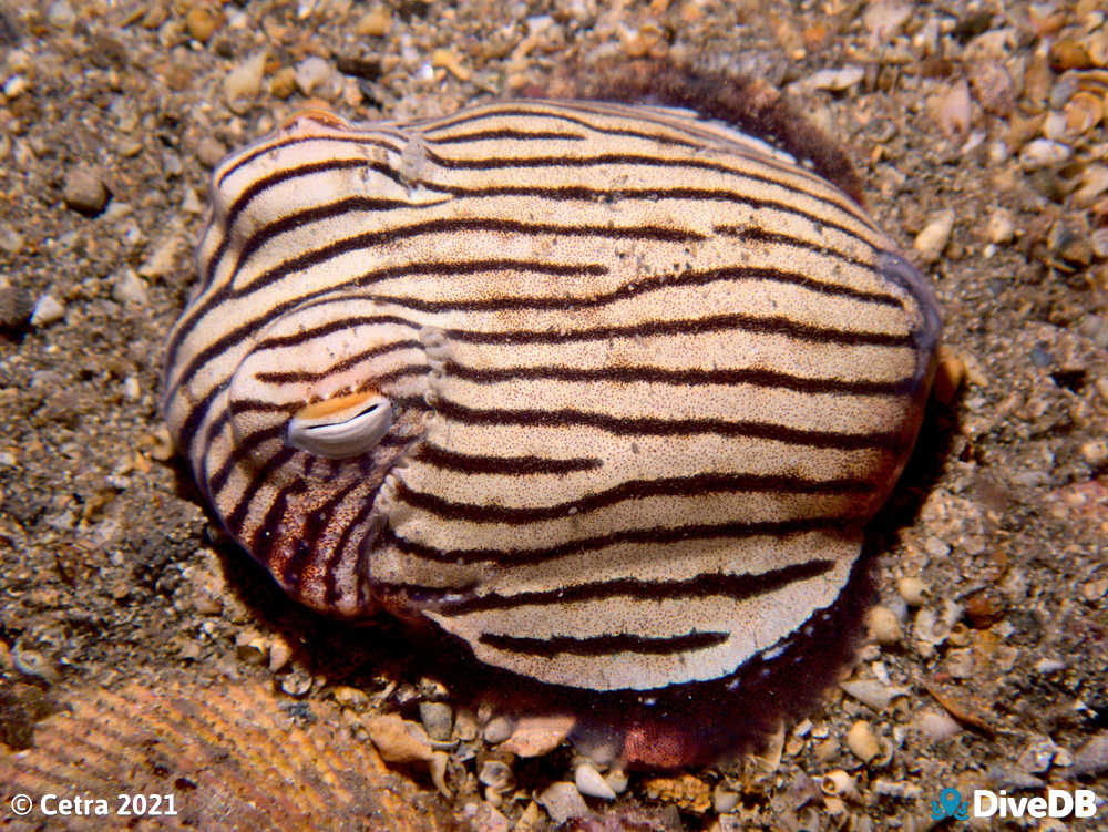 Photo of Pyjama Squid at Edithburgh Jetty. 