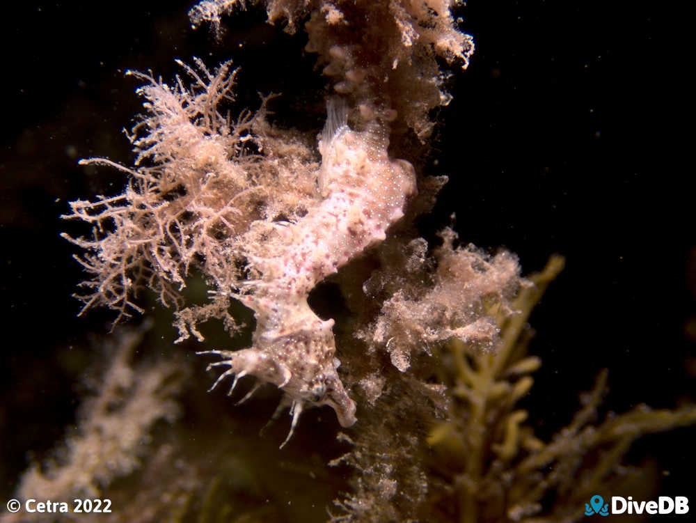 Photo of Shorthead Seahorse at Edithburgh Jetty. 