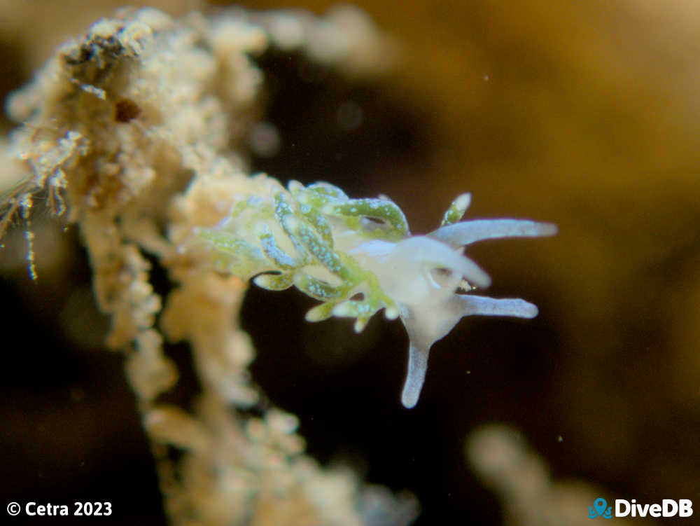 Photo of Tularia bractea at Port Noarlunga Jetty. 