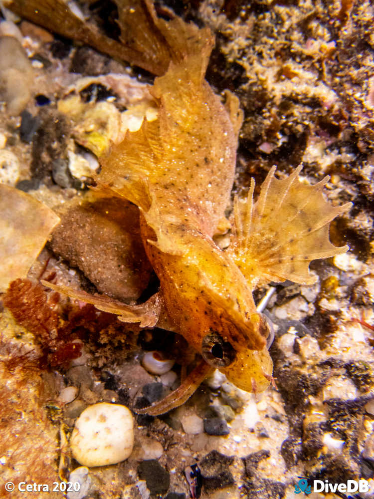 Photo of Yellow Crested Weedfish at Port Noarlunga Jetty. 