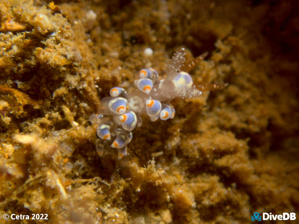 Photo of Beolidia australis at Glenelg Dredge. 