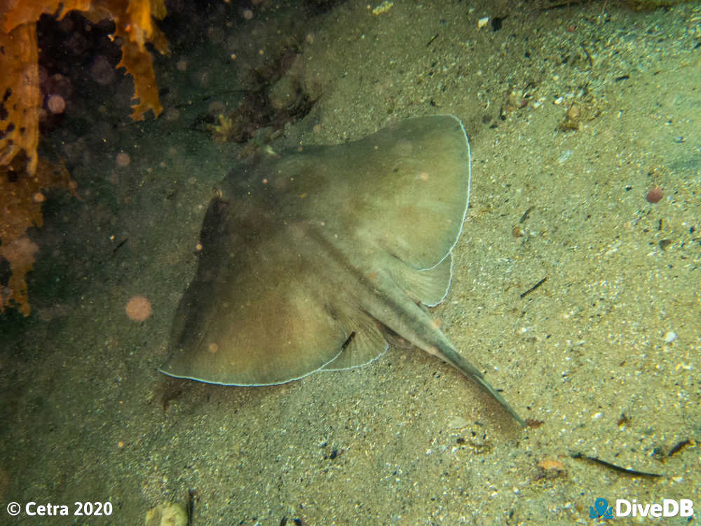 Photo of Stingray at Port Noarlunga Jetty. 