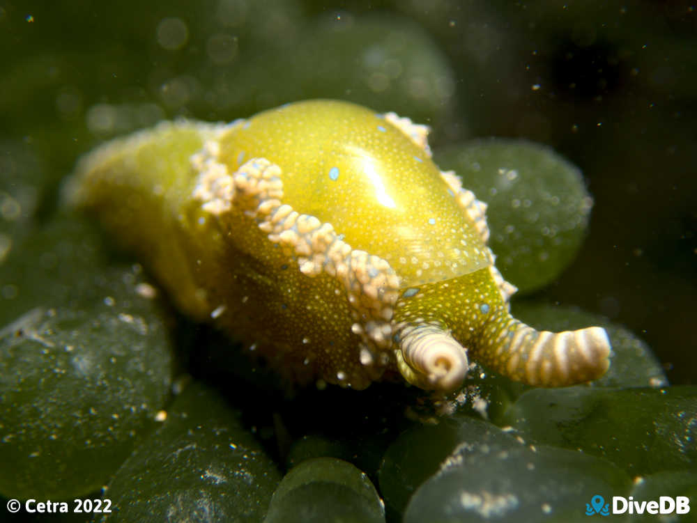 Photo of Dinosaur Nudi at Edithburgh Jetty. 