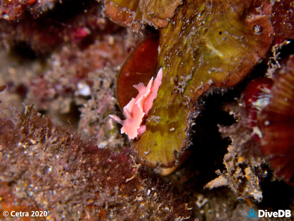 Photo of Verconia verconis at Edithburgh Jetty. 