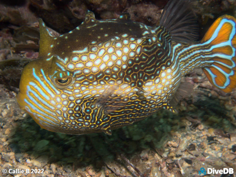 Photo of Ornate Cowfish at Port Hughes Jetty. 