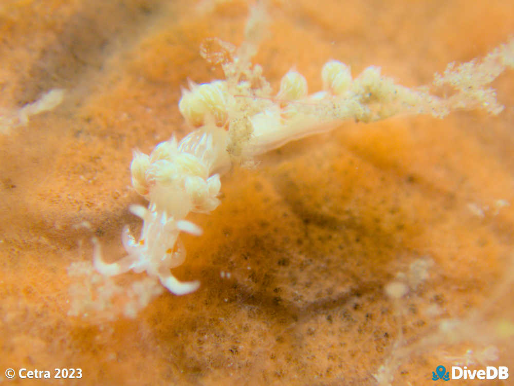 Photo of Createna lineata at Port Victoria Jetty. 