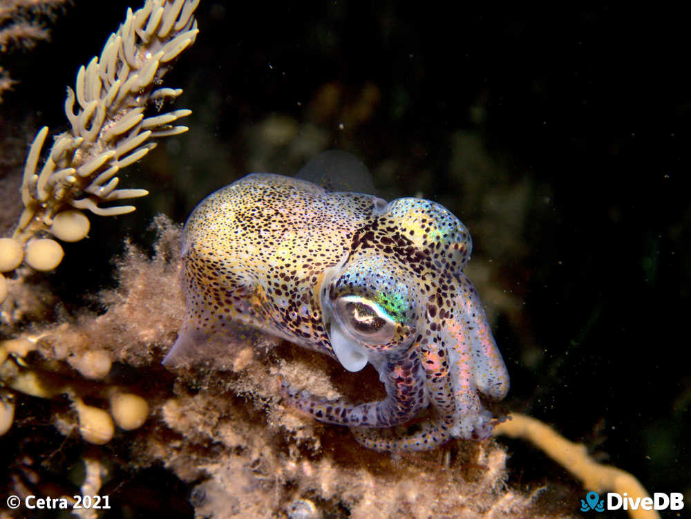 Photo of Bobtail Squid at Edithburgh Jetty. 