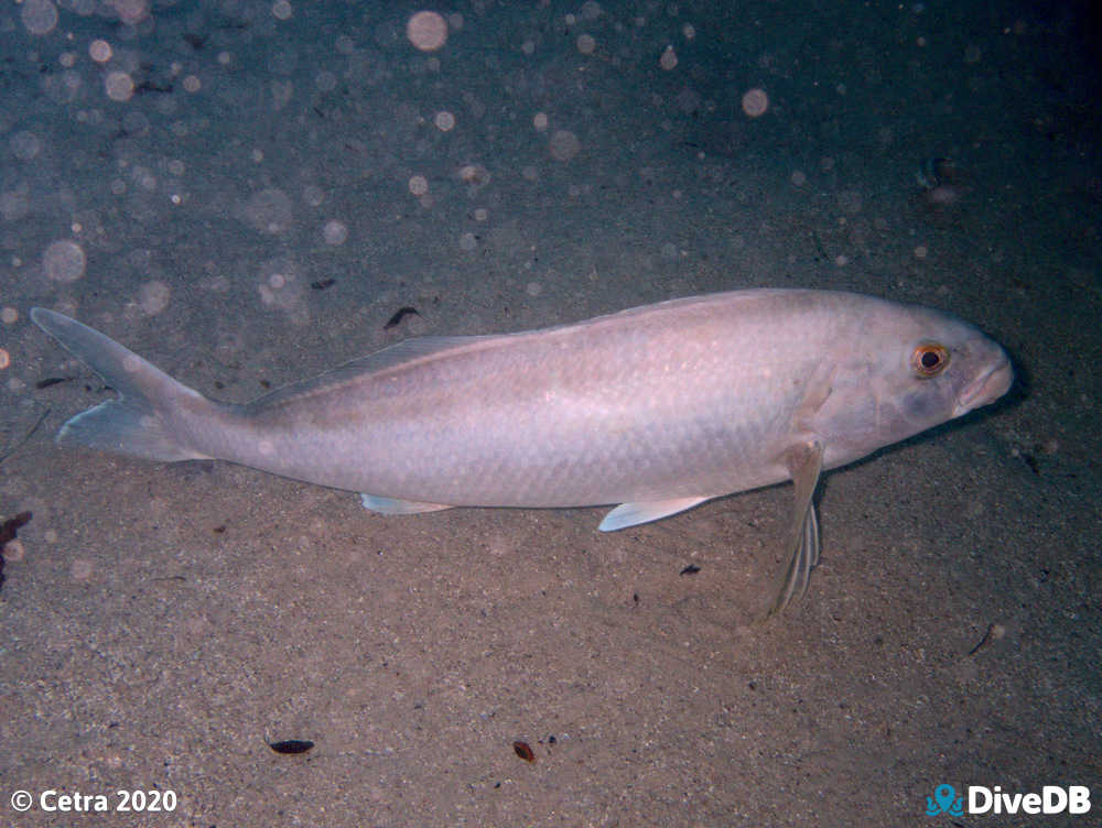 Photo of Dusky Morwong at Port Noarlunga Jetty. 