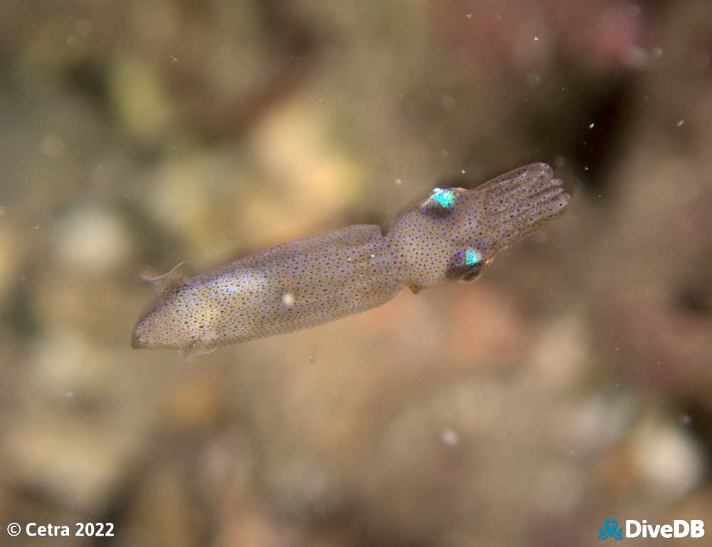 Photo of Squid at Edithburgh Jetty. 