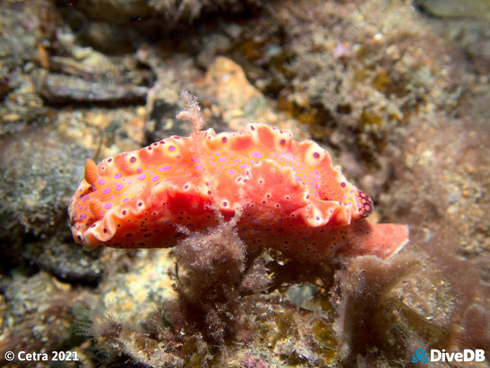 Photo of Short-tailed Sea Slug at Rapid Bay. 