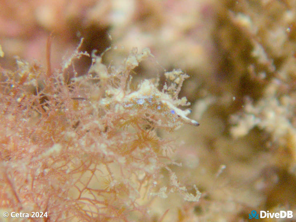 Photo of Disco Slug at Port Noarlunga Jetty. 