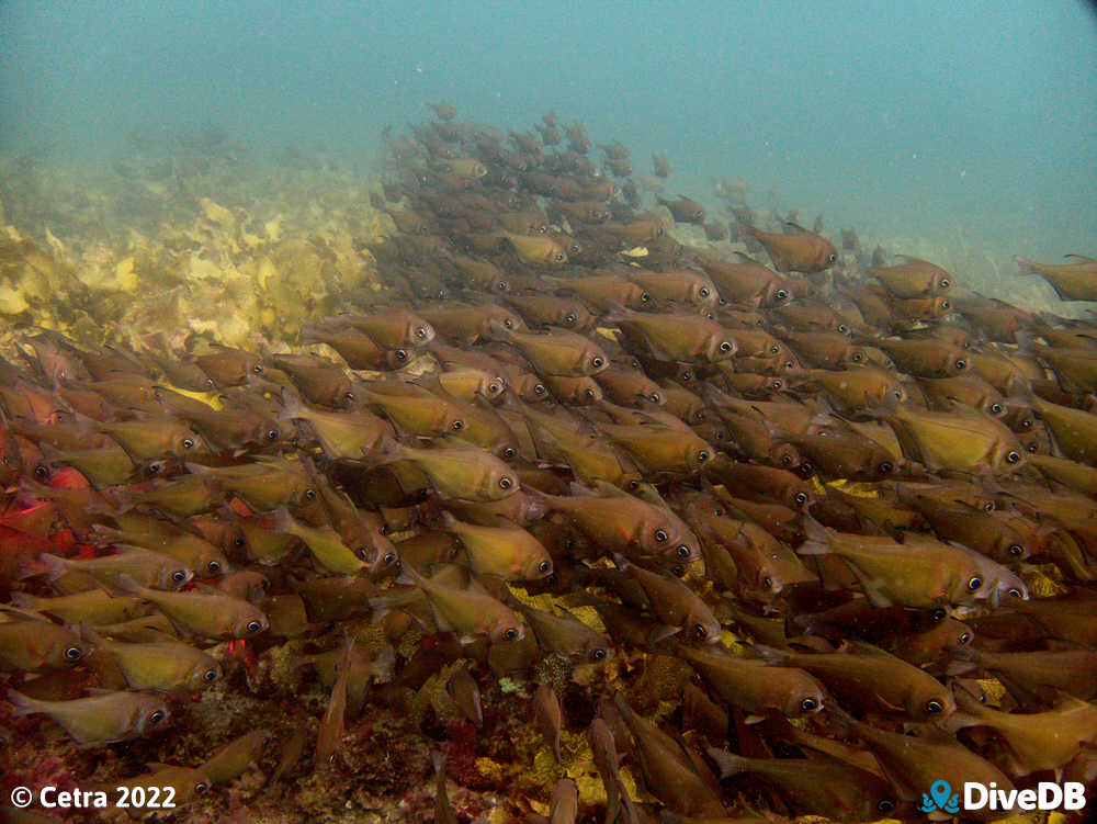 Photo at Seacliff Reef. 